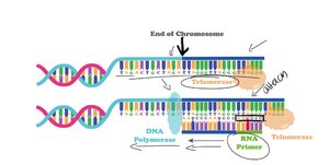 Meselson-Stahl experiment results showing semiconservative replication