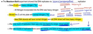 Three potential modes of DNA replication: semiconservative, conservative, dispersive