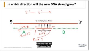 Coding strand and gene expression practice