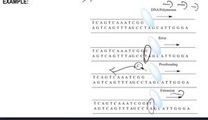 Diagram of leading and lagging strand synthesis at replication fork