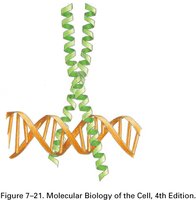 Leucine zipper motif bound to DNA