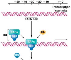Assembly of the pre-initiation complex at the promoter