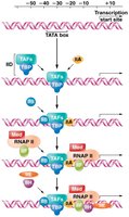 Sequential binding of transcription factors and RNAP II