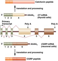 Alternative splicing of calcitonin gene produces two peptides