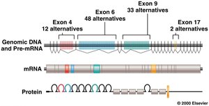 Dscam gene alternative splicing model