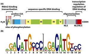 p53 activates downstream targets including mdm2