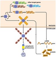 Mdm2 adds ubiquitin to p53 for degradation
