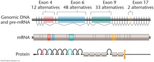 Types of alternative splicing