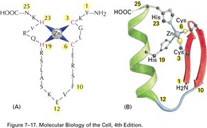 Zinc finger motif structure