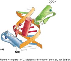 Zinc finger protein bound to DNA