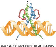 Helix-loop-helix motif bound to DNA