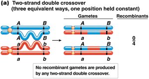 Two-strand double crossover with no recombinant gametes