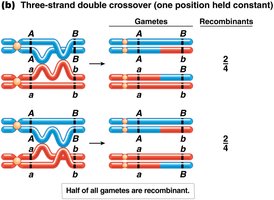 Three-strand double crossover with half recombinant gametes