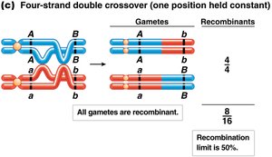 Four-strand double crossover with all recombinant gametes