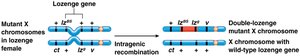 Intragenic recombination in the lozenge eye gene of Drosophila