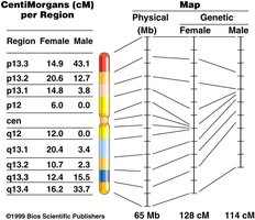 Physical distance versus recombination distance on human male and female chromosome 19