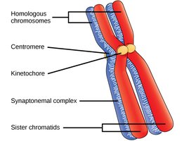 Labeled diagram of homologous chromosomes, centromere, kinetochore, synaptonemal complex, and sister chromatids