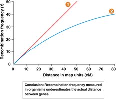 Relationship between recombination frequency and physical distance between genes