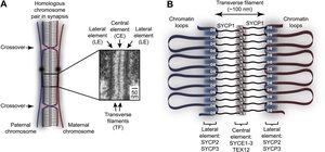 Diagram of synaptonemal complex structure and crossover sites