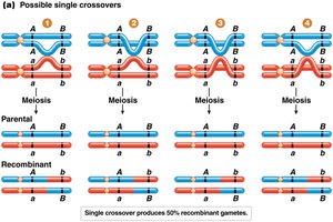 Possible single crossovers and resulting gametes
