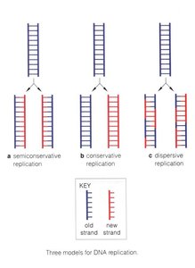 Three models for DNA replication: semiconservative, conservative, dispersive