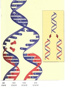 Diagram of semiconservative DNA replication with old and new strands
