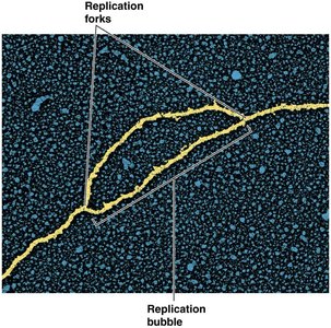 Autoradiograph showing replication bubble and forks