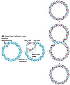 Bidirectional replication model in circular DNA