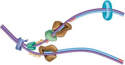 Schematic of the bacterial replisome at the replication fork