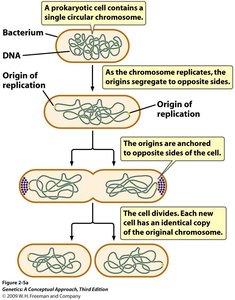 Diagram of binary fission in prokaryotes