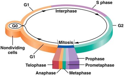Diagram of mitosis phases