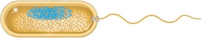 Diagram of a prokaryotic cell showing nucleoid and flagellum