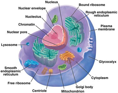 Diagram of a eukaryotic cell with labeled organelles