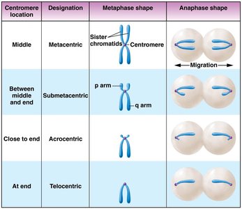 Table of centromere positions and chromosome types