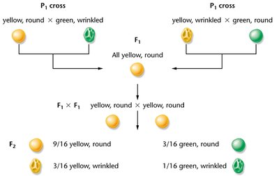 Dihybrid cross diagram