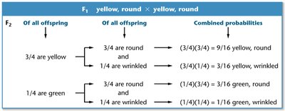 Probability calculation for dihybrid cross