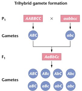 Trihybrid gamete formation diagram