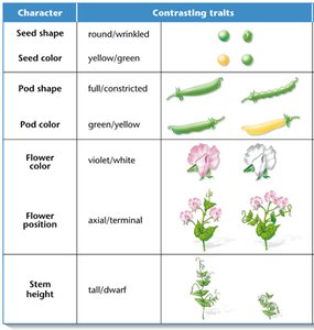 Table of pea plant traits