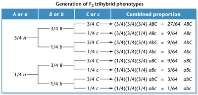 Probability table for trihybrid cross