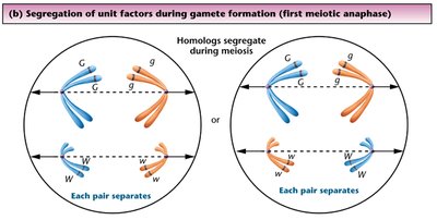 Segregation of unit factors diagram