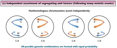 Independent assortment diagram