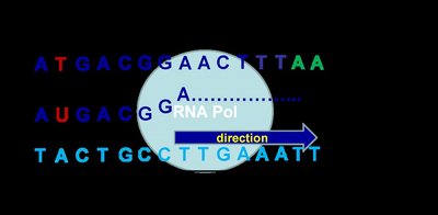Diagram showing the process of transcription and the relationship between template, coding, and mRNA strands