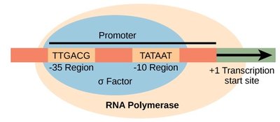 Diagram showing bacterial promoter regions and sigma factor binding