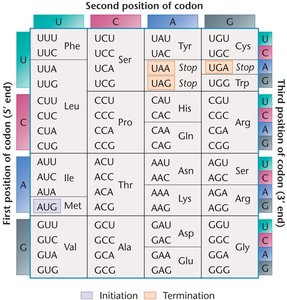 Diagram showing start and stop codons in the genetic code