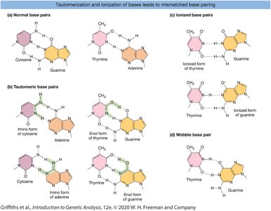 Tautomerization and ionization of bases leads to mismatched base pairing