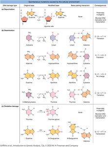 Spontaneous mutations caused by the cellular environment