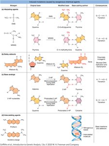 Induced mutations caused by environmental chemical agents
