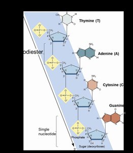 Single strand of DNA: bases and backbone