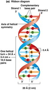 DNA double helix ribbon diagram