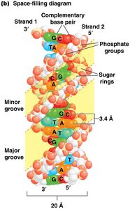 Space-filling model of DNA